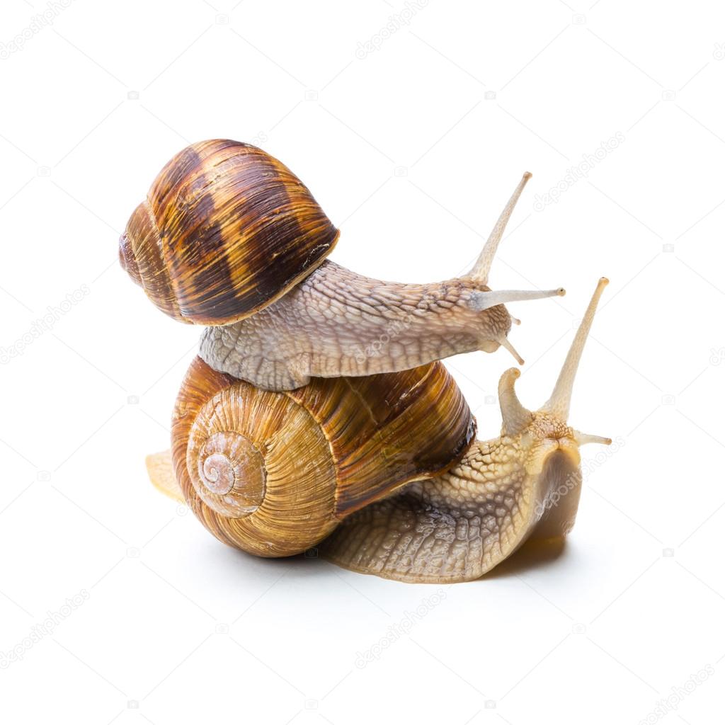 piggyback snail