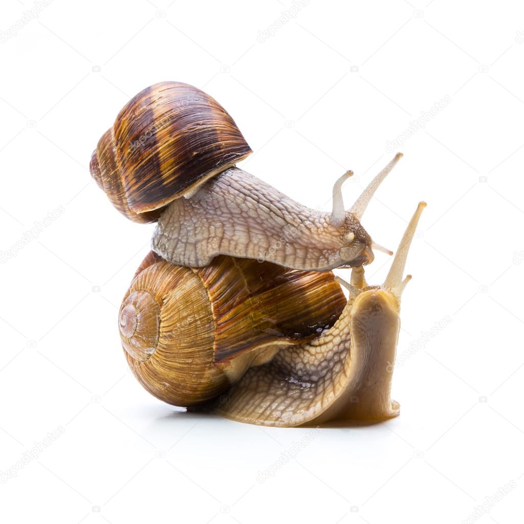 snail in love