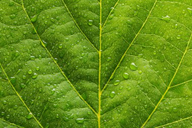 yaprak zemin Waterdrops