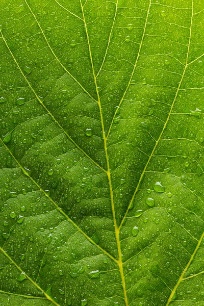 Gotas de chuva em uma folha — Fotografia de Stock