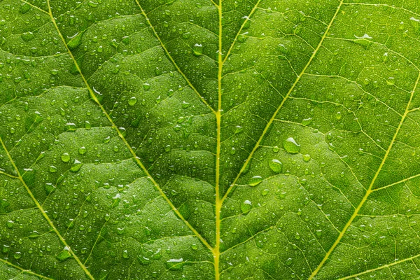 Gocce d'acqua su uno sfondo foglia — Foto Stock