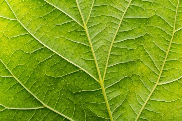 Texture of green leaf background — Stock Photo, Image