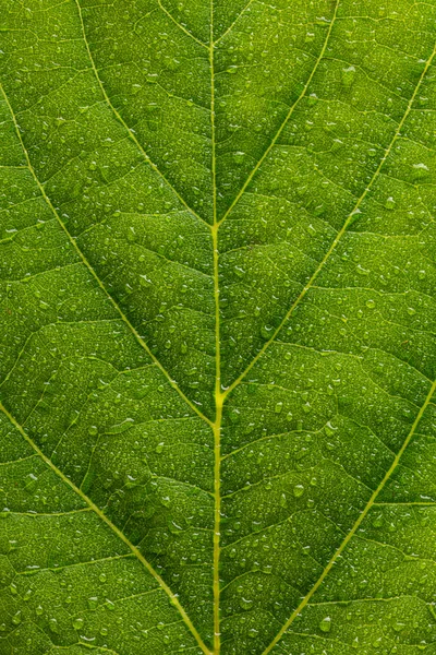 Gocce d'acqua su uno sfondo di struttura di foglia — Foto Stock