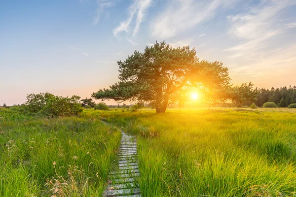 Träd vid solnedgången i hautes fagnes — Stockfoto