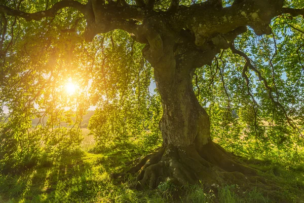 Le soleil brille à travers le vieux hêtre — Photo