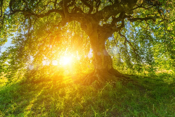 Le soleil brille à travers le vieux hêtre nain — Photo