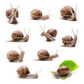 different snails set