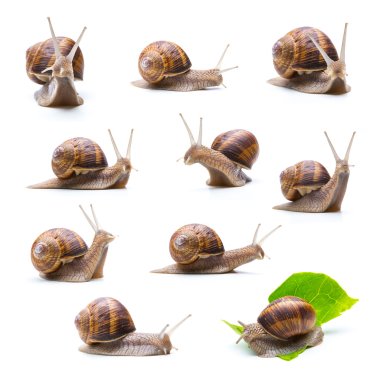 different snails set clipart