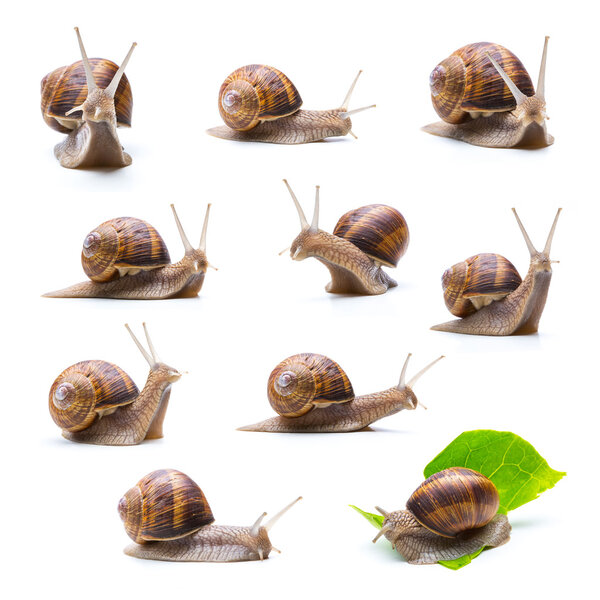 different snails set