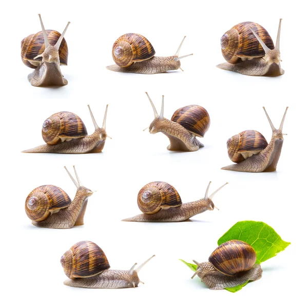 Différents escargots ensemble Images De Stock Libres De Droits
