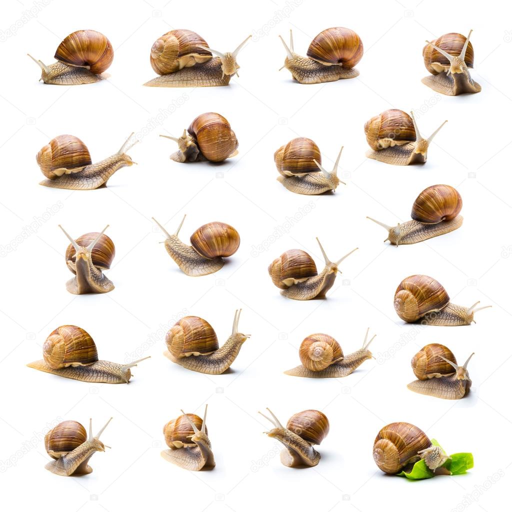 snail collage set