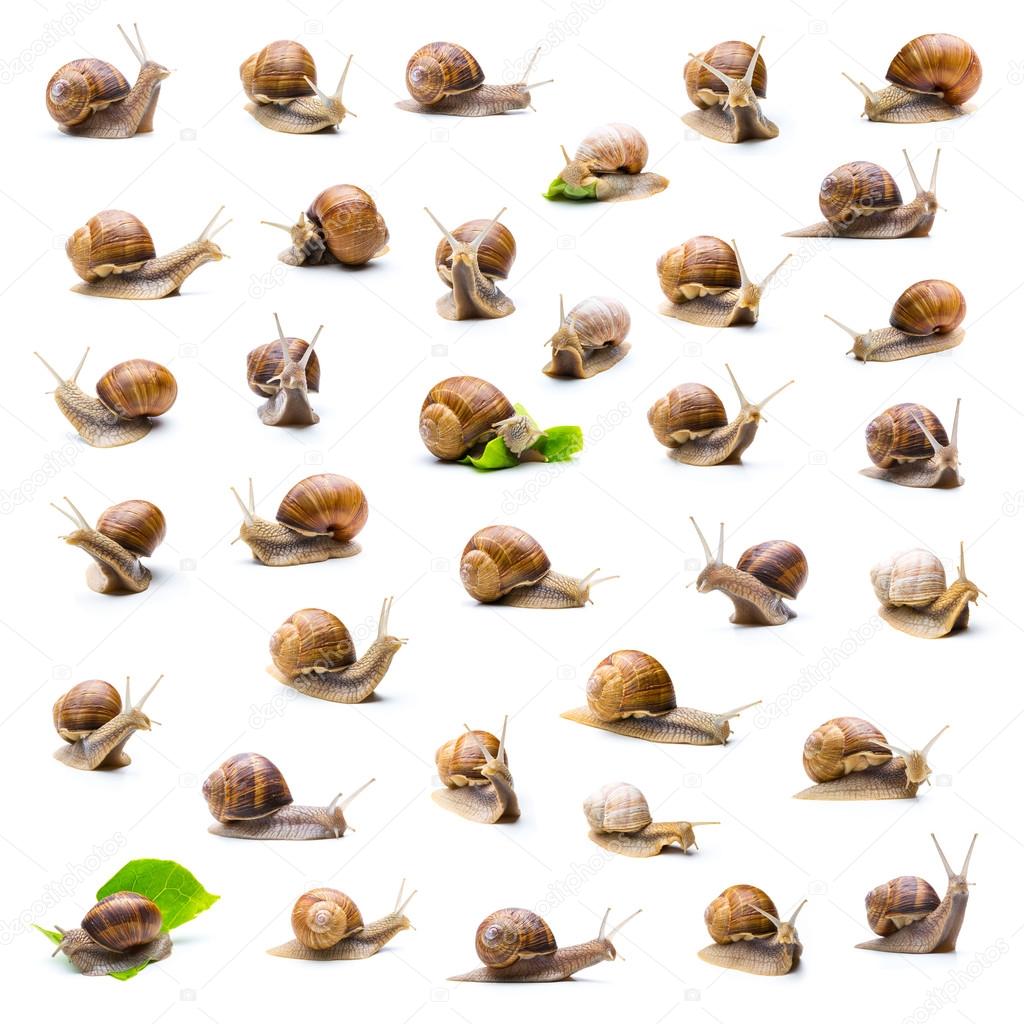 snails collection