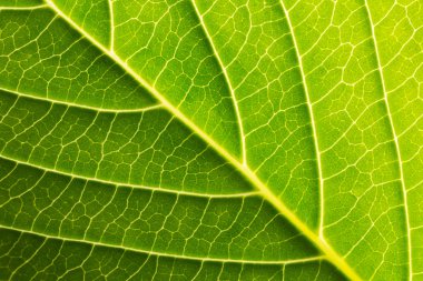 yaprak arka plan dokusu