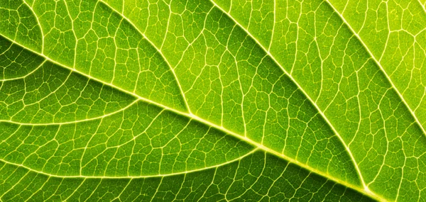 Close-Up of Leaf — Stock Photo, Image