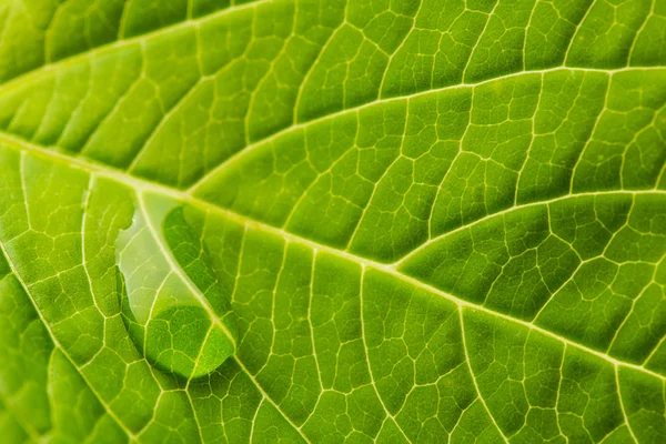 Gota de agua corriendo por una hoja — Foto de Stock