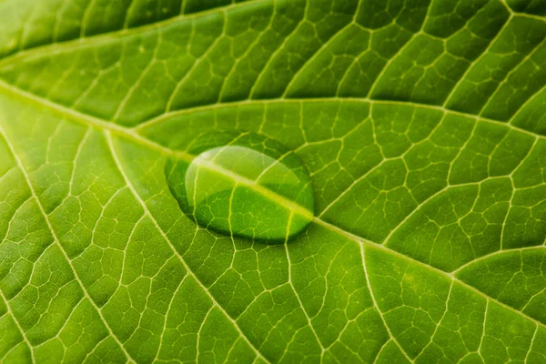 Drop of water on a leaf — Stock Photo, Image