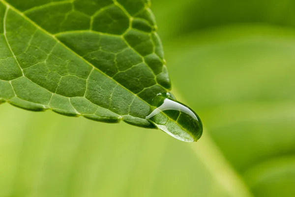 Chumbo verde com soltar de perto — Fotografia de Stock