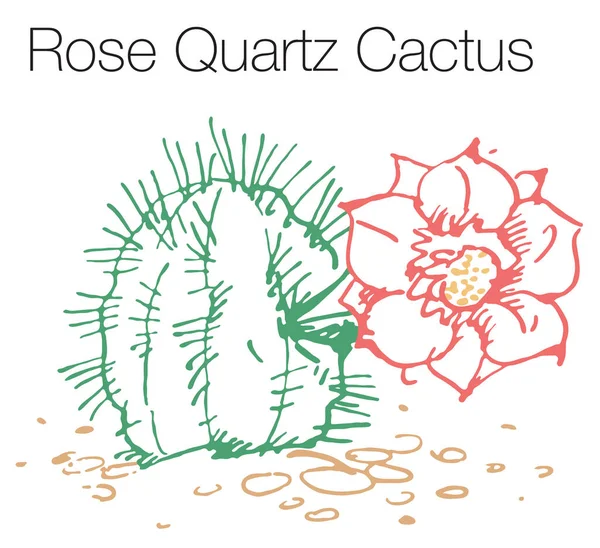 Rózsa kvarc kaktusz kézzel húzott vektor illusztráció — Stock Vector
