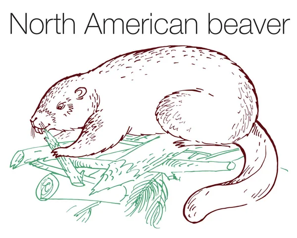 North American Beaver Hand Drawn Vector Illustration Linear Engraved Art — Stock Vector