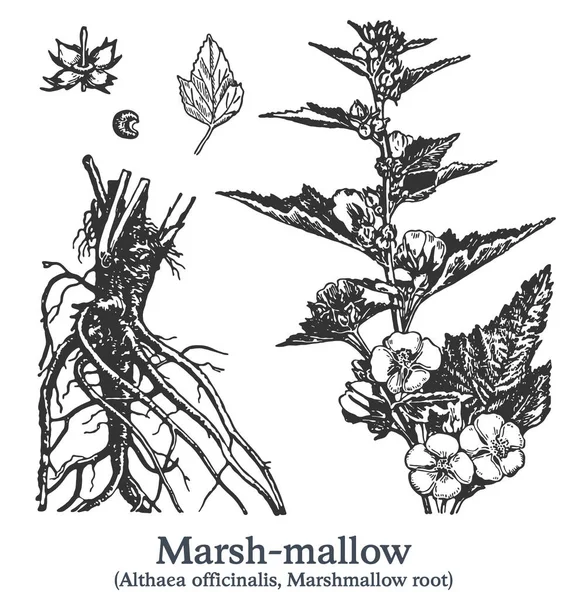 Marsh -mallow 。病媒手绘植物。古药草素描. — 图库矢量图片