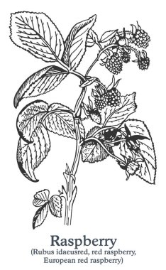 Ahududu. Vektör eli çizilmiş bitki. Klasik tıbbi bitki çizimi..