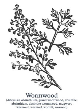 Wormwood. Vector hand drawn plant. Vintage medicinal plant sketch. clipart