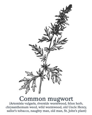 Sıradan bir mugwort. Vektör eli çizilmiş bitki. Klasik tıbbi bitki çizimi..