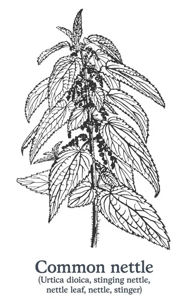 Звичайна кропива. Векторна рука намальована рослина. Вінтажний ескіз лікарських рослин . — стоковий вектор