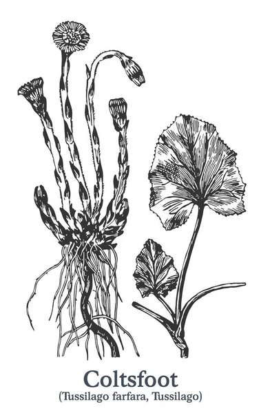 Coltsfoot. 벡터 손그리기 식물. 빈티지 의료용 식물 스케치. — 스톡 벡터