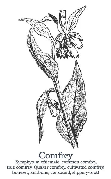 Comfrey vagyok. Kézzel húzott vektor növény. Vintage gyógynövény vázlat. — Stock Vector