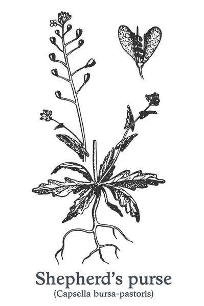 牧羊人的钱包。病媒手绘植物。古药草素描. — 图库矢量图片