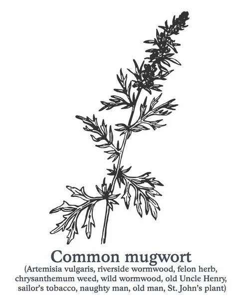 Közönséges mugwort. Kézzel húzott vektor növény. Vintage gyógynövény vázlat. — Stock Vector