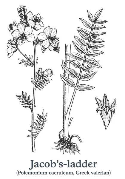 Jacobs-échelle. Vecteur dessiné à la main. Croquis de plantes médicinales vintage. — Image vectorielle
