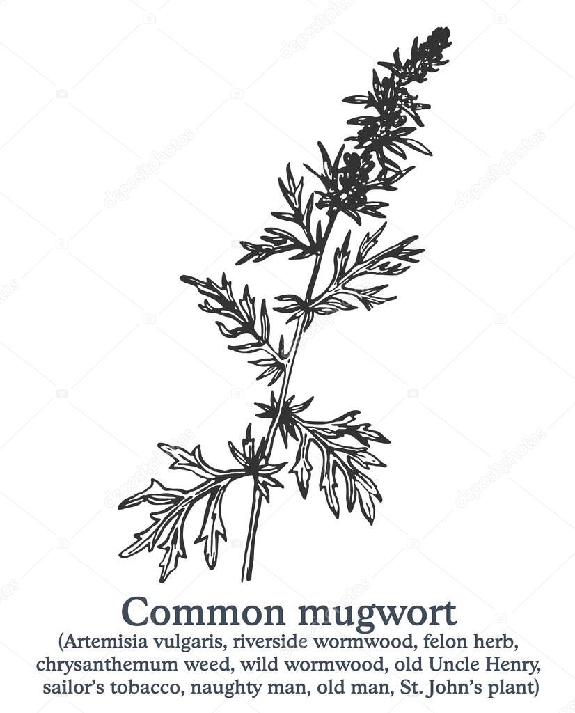 Common mugwort. Vector hand drawn plant. Vintage medicinal plant sketch.