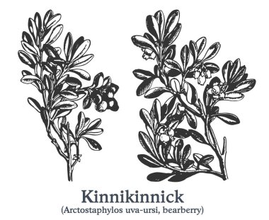 Kinnikinnick. Vector hand drawn plant. Vintage medicinal plant sketch. clipart
