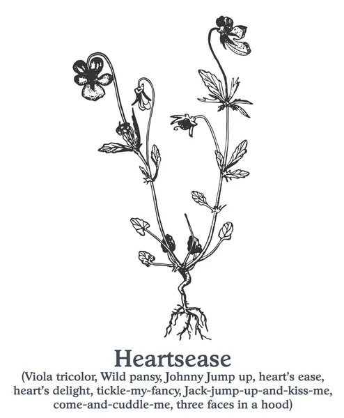 Heartsease. Vector planta dibujada a mano. Bosquejo de planta medicinal vintage. — Archivo Imágenes Vectoriales