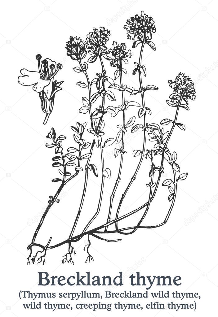 Breckland thyme. Vector hand drawn plant. Vintage medicinal plant sketch.