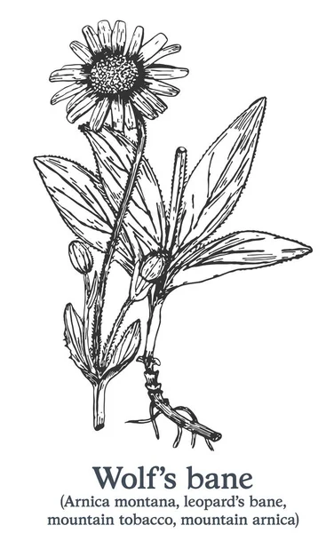 Lobisomens bane. Vetor desenhado à mão planta. Esboço de planta medicinal vintage. —  Vetores de Stock