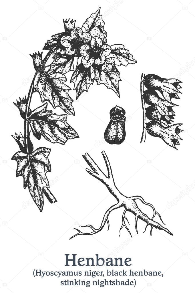 Henbane. Vector hand drawn plant. Vintage medicinal plant sketch.