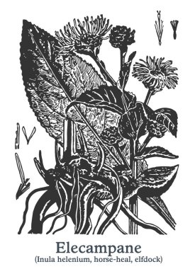 Elektronik cam. Vektör eli çizilmiş bitki. Klasik tıbbi bitki çizimi..