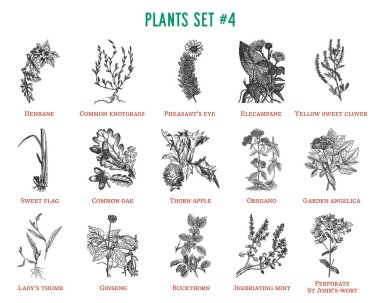 Vector hand drawn plants set clipart