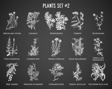 Vector hand drawn plants set on black background clipart