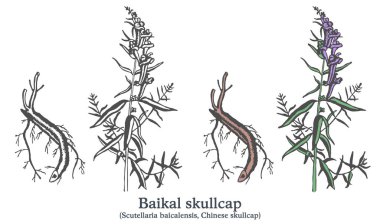 Baykal 'ın kafatası. Renkli vektör el çizimi bitki. Klasik tıbbi eskiz