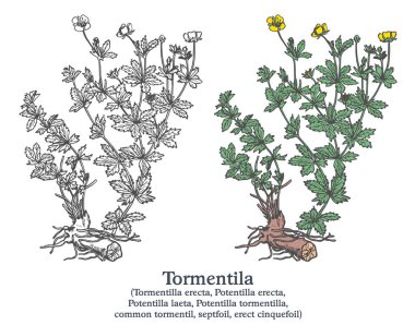 Tormentila. Renkli vektör el çizimi bitki. Klasik tıbbi bitki çizimi..