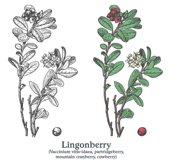 Lingonberry. Barevné vektorové ručně kreslené rostliny. Ročník léčivé rostliny skica. — Stockový vektor