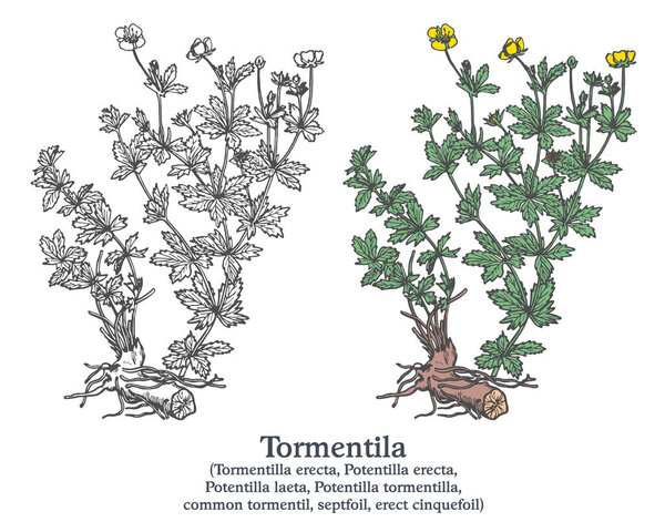 Tormentila. Colorful vector hand drawn plant. Vintage medicinal plant sketch.