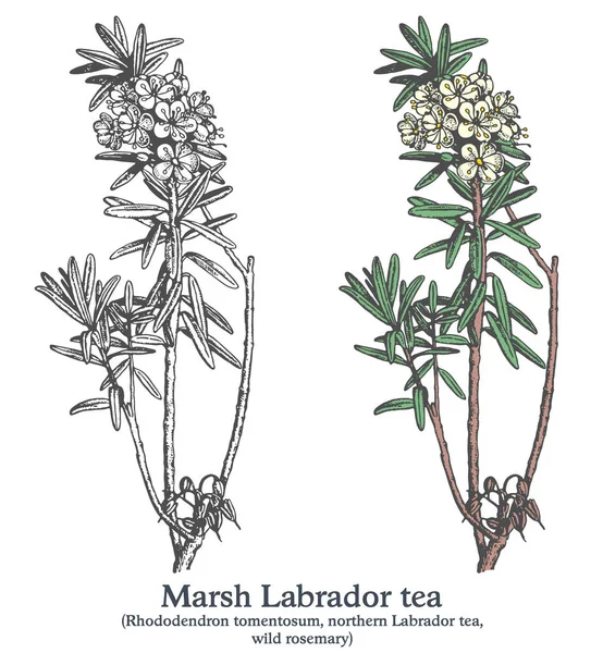 Té Marsh Labrador. Colorido vector dibujado a mano planta. Bosquejo medicinal vintage — Archivo Imágenes Vectoriales