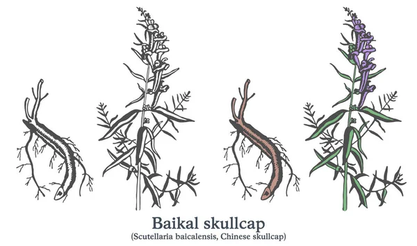 Cráneo de Baikal. Colorido vector dibujado a mano planta. Bosquejo medicinal vintage — Vector de stock