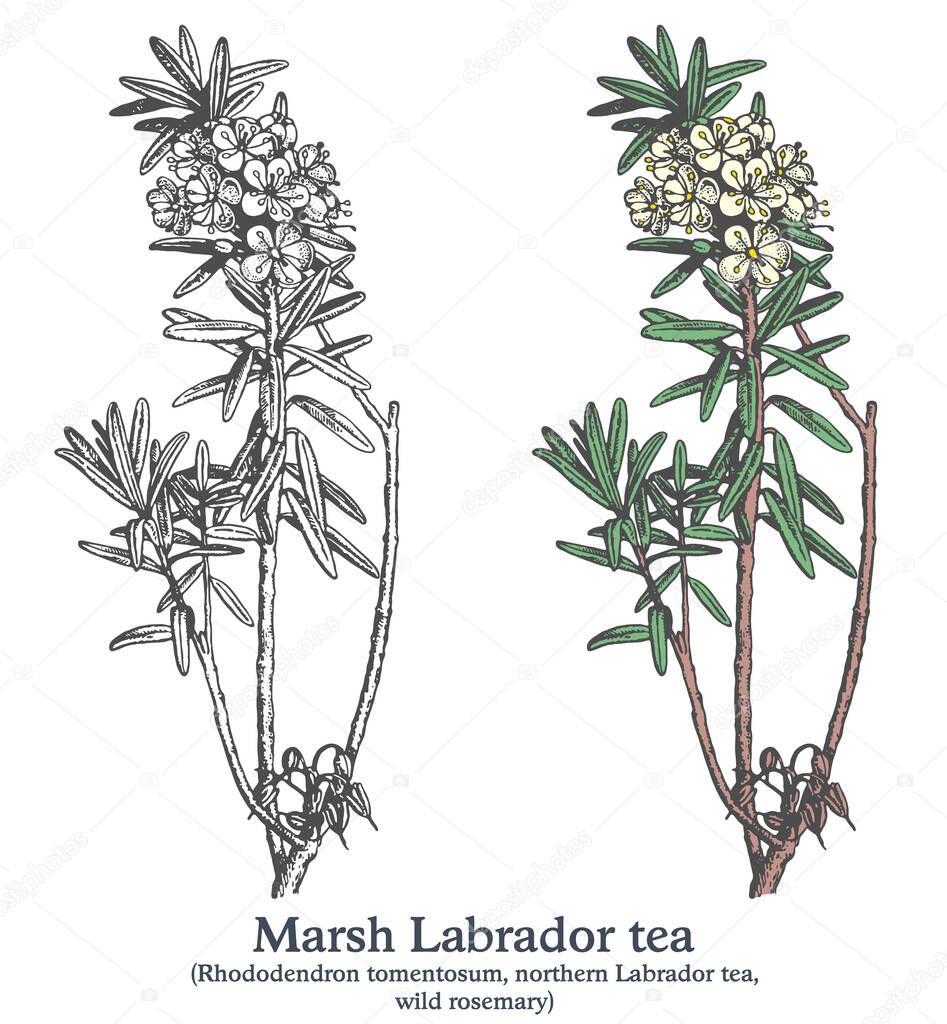 Marsh Labrador tea. Colorful vector hand drawn plant. Vintage medicinal sketch