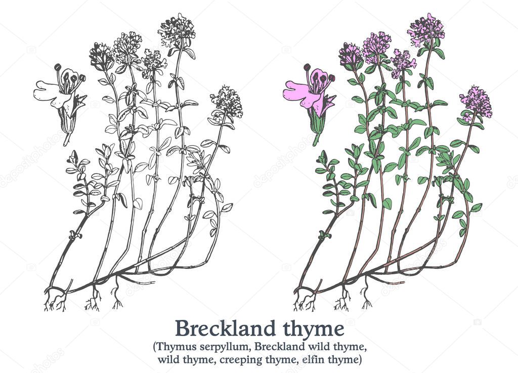 Breckland thyme. Colorful vector hand drawn plant. Vintage medicinal sketch.